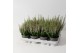 Calluna vulg. beauty ladies mix Roze - 10cm Diameter 