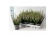 Calluna vulg. beauty ladies mix Roze - 10cm Diameter 