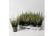 Calluna vulg. beauty ladies mix Roze - 10cm Diameter 