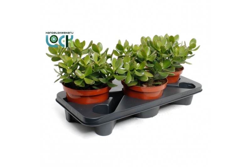 Crassula ovata 