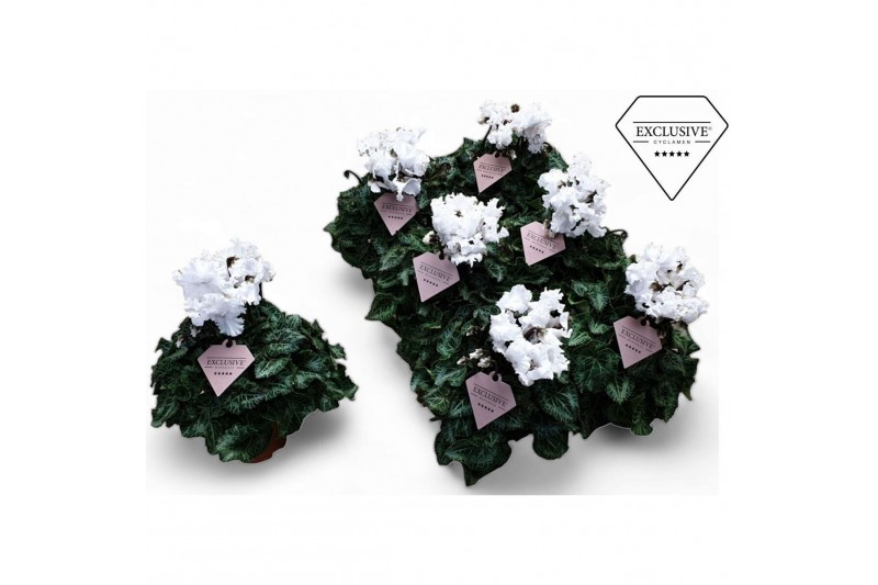 Cyclamen pers. super serie merengue wit 