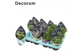 Crassula mix Crassula Mix (4spc.) (decorum) 1 pp
