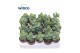 Kalanchoe Kalanchoe Thailandii 1 pp 