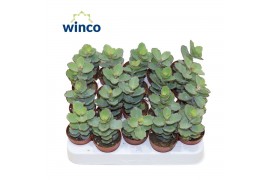 Kalanchoe Kalanchoe Thailandii 1 pp