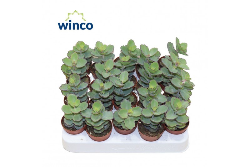 Kalanchoe Kalanchoe Thailandii 1 pp 