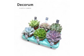 Echeveria mix Echeveria Mix (9spc.) (decorum) 1 bl.