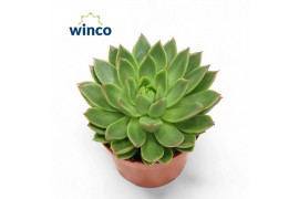 Echeveria agavoides Echeveria Agavoides 1 bl.