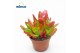 Crassula Capitella Campfire 