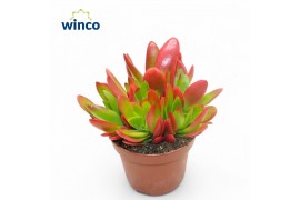 Crassula Capitella Campfire