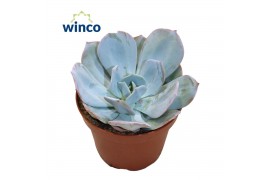 Echeveria Lauii Hybride