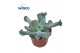 Echeveria libra Culebra 
