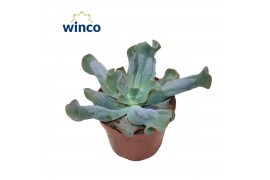 Echeveria libra Culebra