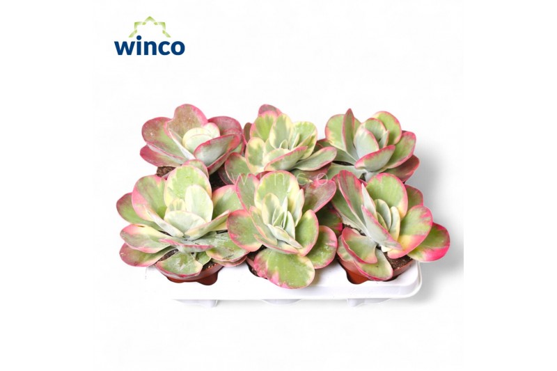 Kalanchoe thyrsiflora Kalanchoe Thyrsiflora Variagata (group) 