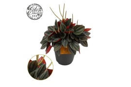 Peperomia santorini Peperomia Santorini 15cm 7 pp