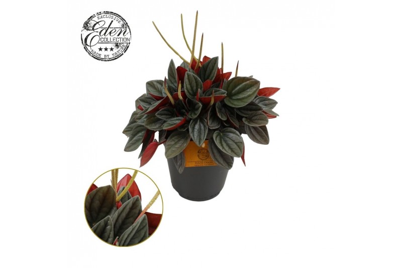 Peperomia santorini Peperomia Santorini 15cm 7 pp Peperomia santorini Peperomia Santorini 15cm 7 pp