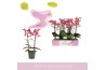 Phalaenopsis multiflora oranje Aromio Floral 2 tak
