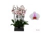 Phalaenopsis anthura madrid 2 tak - 65/70cm