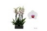 Phalaenopsis wit red lips Scarlion - 2 tak - 75/80cm