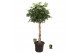 Schefflera arboricola compacta Schefflera arb. Compacta melted braid 1 