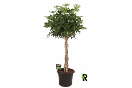 Schefflera arboricola compacta Schefflera arb. Compacta melted braid 1