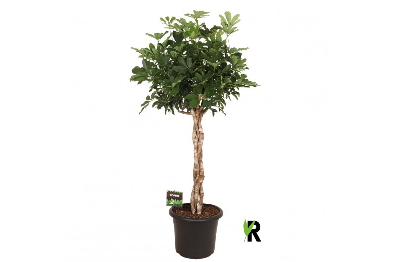 Schefflera arboricola compacta Schefflera arb. Compacta melted braid 1 