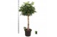 Schefflera arboricola compacta Schefflera arb. Compacta melted braid 1 