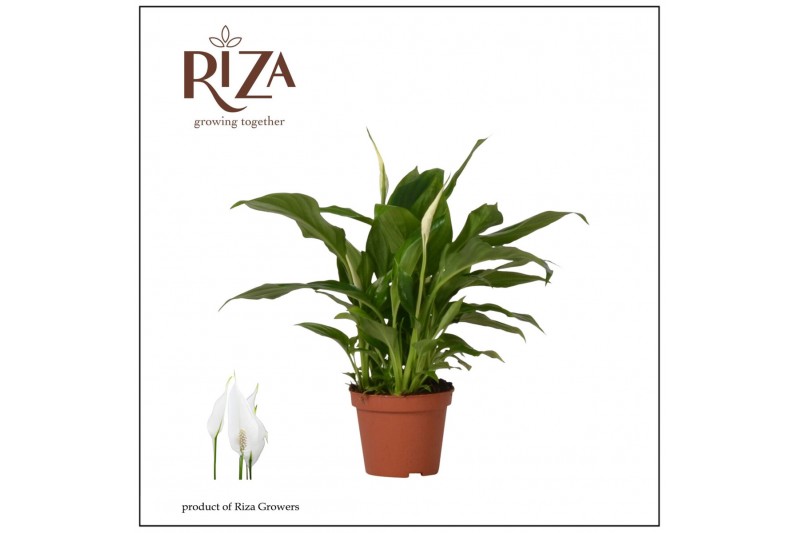 Spathiphyllum chopin 3+ bloem - Zonder hoes 