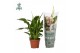 Spathiphyllum chopin 3+ bloem - AirSoPure 