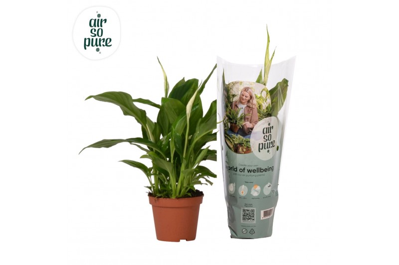 Spathiphyllum chopin 3+ bloem - AirSoPure 