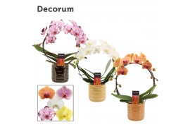 Phalaenopsis mix Boog - 2 tak, 14+ bloem - Lois keramiek