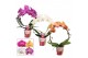 Phalaenopsis mix Boog - 2 tak, 14+ bloem - Scenza 