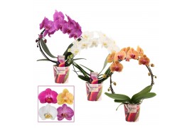 Phalaenopsis mix Boog - 2 tak, 14+ bloem - Scenza