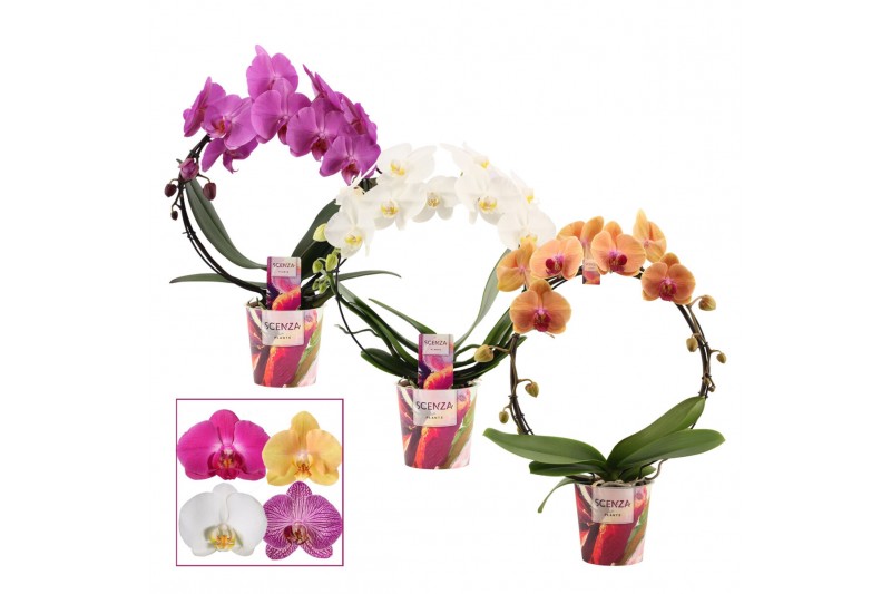 Phalaenopsis mix Boog - 2 tak, 14+ bloem - Scenza 