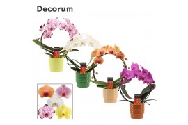 Phalaenopsis mix Boog - 2 tak, 14+ bloem - Naemi - Natural Bubble