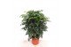Radermachera sinica Radermachera hainanensis 1 pp 