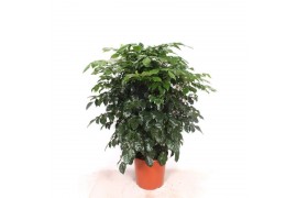 Radermachera sinica Radermachera hainanensis 1 pp