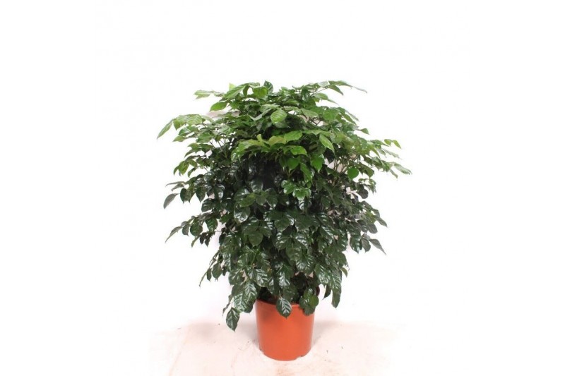 Radermachera sinica Radermachera hainanensis 1 pp Radermachera sinica Radermachera hainanensis 1 pp