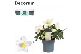 Helleborus niger christmas carol L met kraag Decorum
