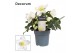 Helleborus niger christmas carol L + etiket Decorum 