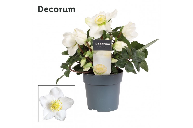 Helleborus niger christmas carol L + etiket Decorum Helleborus niger christmas carol L + etiket Decorum