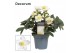 Helleborus niger christmas carol XL + etiket Decorum 