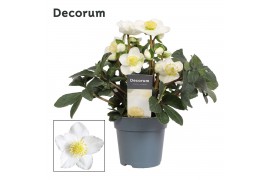 Helleborus niger christmas carol XL + etiket Decorum