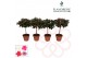 Rhododendron simsii mix Azalea Flandresse® stam 20-22 cm 