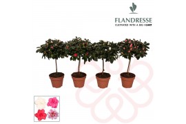 Rhododendron simsii mix Azalea Flandresse® stam 20-22 cm
