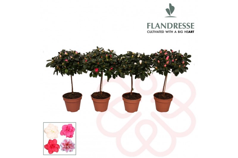 Rhododendron simsii mix Azalea Flandresse® stam 20-22 cm 