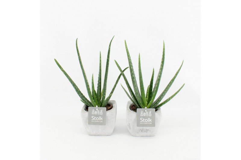 Aloe vera in vierkant stone pot 