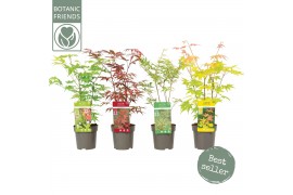 Acer palmatum mixlaag