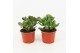 Crassula ovata 