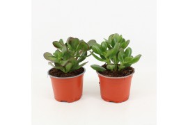 Crassula ovata