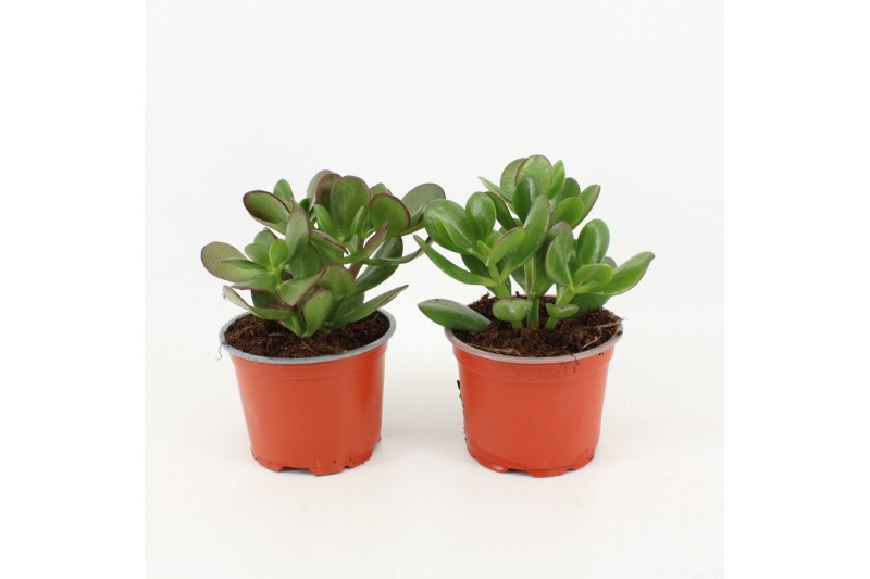Crassula ovata 